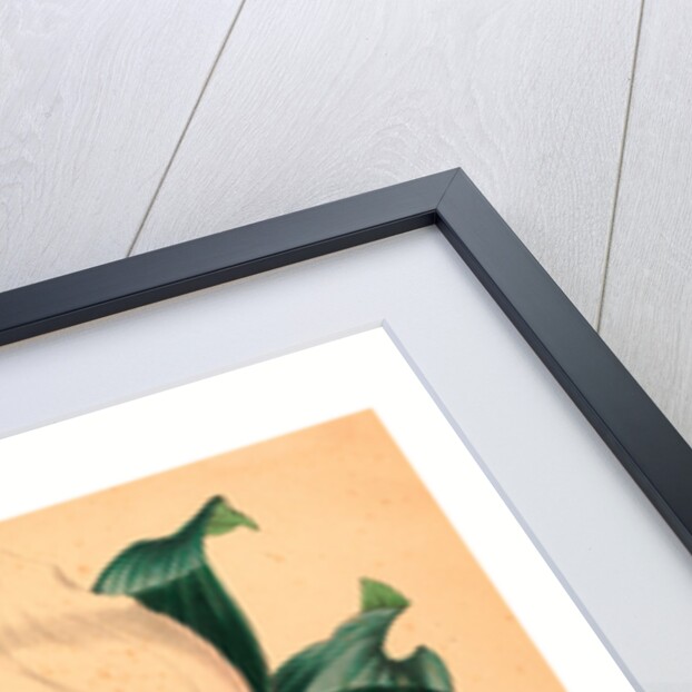 Lycaste Skinneri by Anonymous