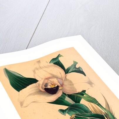 Lycaste Skinneri by Anonymous