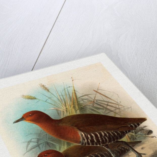 Birds of Philippines by Anonymous