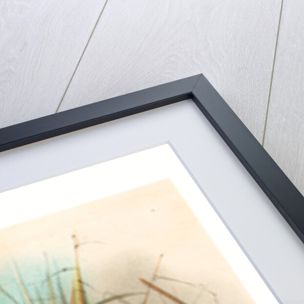 Birds of Philippines by Anonymous