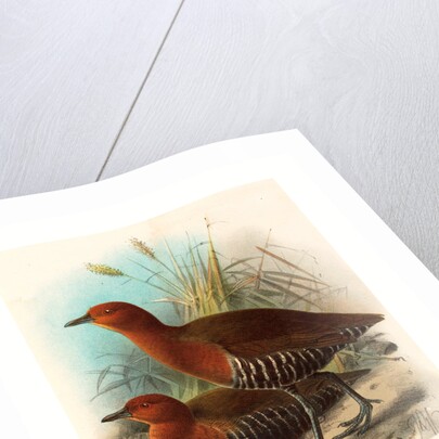 Birds of Philippines by Anonymous