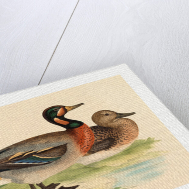 British 19th Century by Anonymous