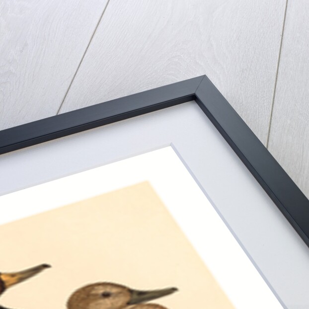 British 19th Century by Anonymous