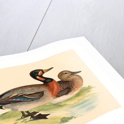 British 19th Century by Anonymous