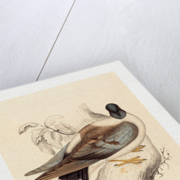 Columba Leuconota (Snow Pigeon) by Anonymous