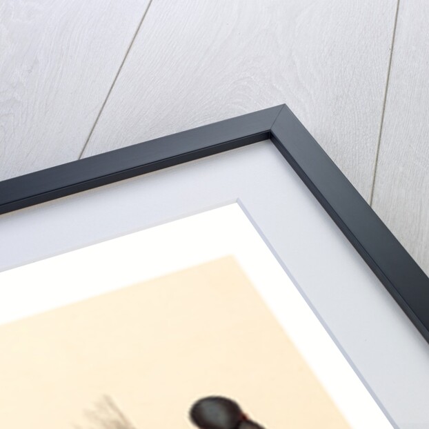 Columba Leuconota (Snow Pigeon) by Anonymous