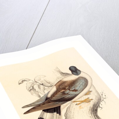 Columba Leuconota (Snow Pigeon) by Anonymous