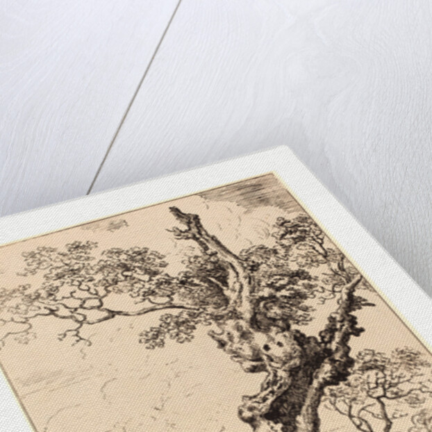 Study of an Old Oak Tree by Anonymous