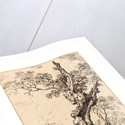 Study of an Old Oak Tree by Anonymous