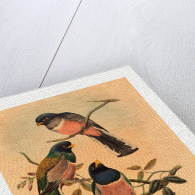 Trogan Variegatus by Anonymous