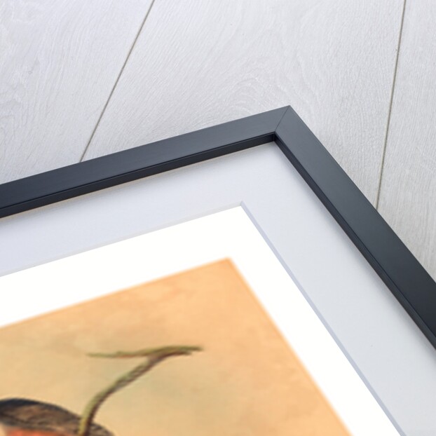 Trogan Variegatus by Anonymous