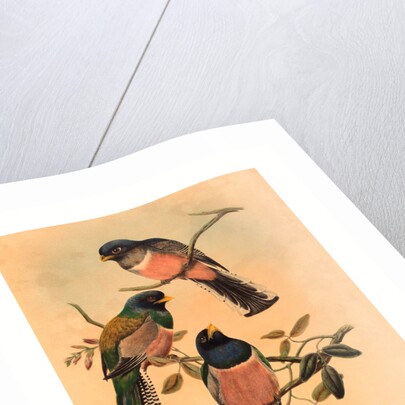 Trogan Variegatus by Anonymous