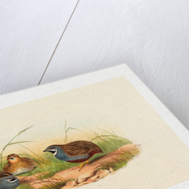 Excalftoria Minima (Blue-Breasted Quail) by Anonymous