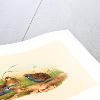 Excalftoria Minima (Blue-Breasted Quail) by Anonymous
