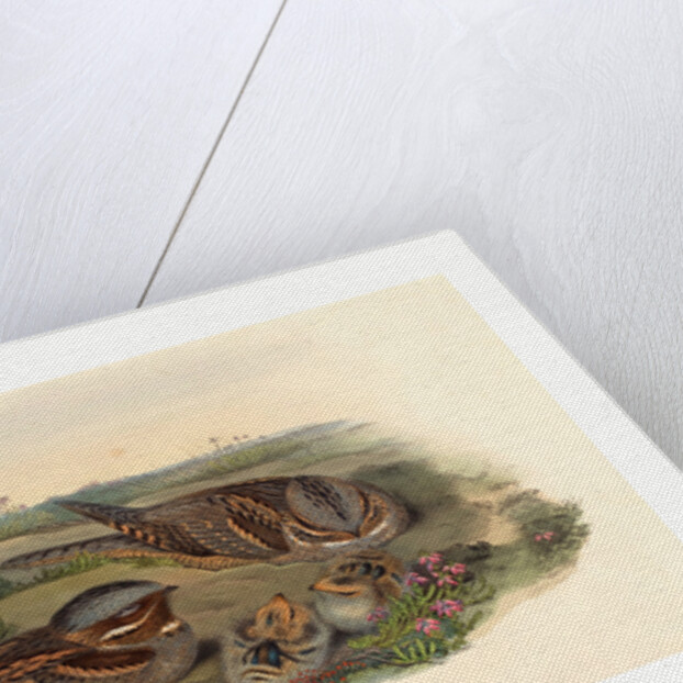 Caprimulgus Europaeus (Nightjar) by Anonymous