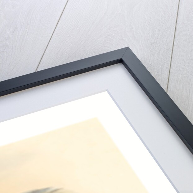 Caprimulgus Europaeus (Nightjar) by Anonymous