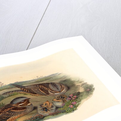 Caprimulgus Europaeus (Nightjar) by Anonymous