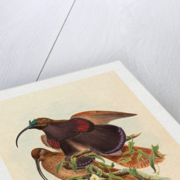 Drepanornis Albertisi (Black-Billed Sicklebill Bird of Paradise) by Anonymous