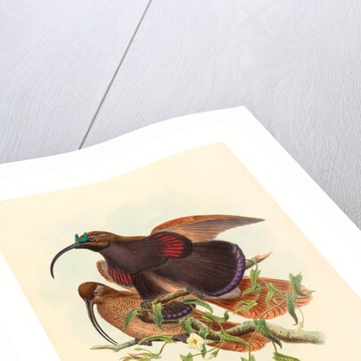 Drepanornis Albertisi (Black-Billed Sicklebill Bird of Paradise) by Anonymous