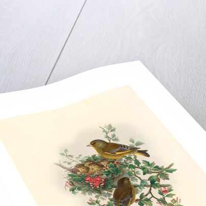 Ligurinus Chloris (Greenfinch) by Anonymous