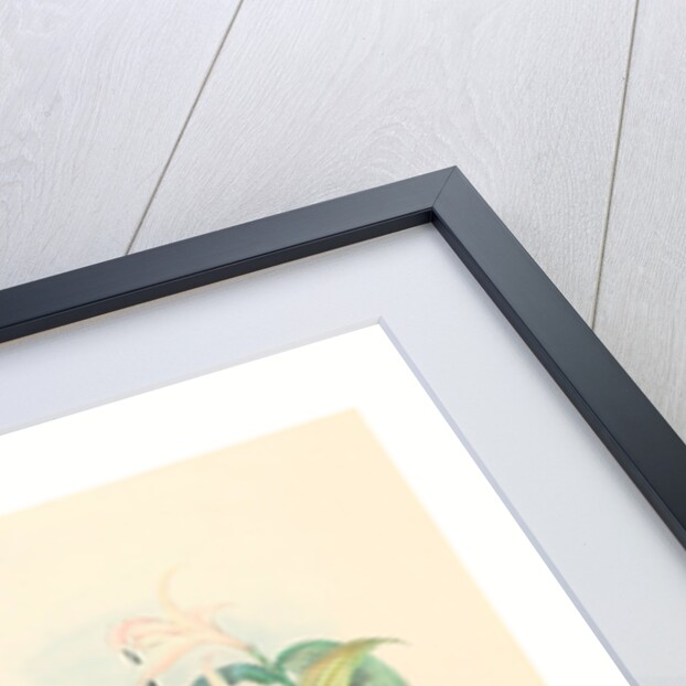 Lafresnaya Flavicaudata (Buff-Tailed Velvet-Breast) by Anonymous