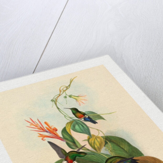 Eriocnemis Cupreiventris (Coppery Vented Puff Leg) by Anonymous