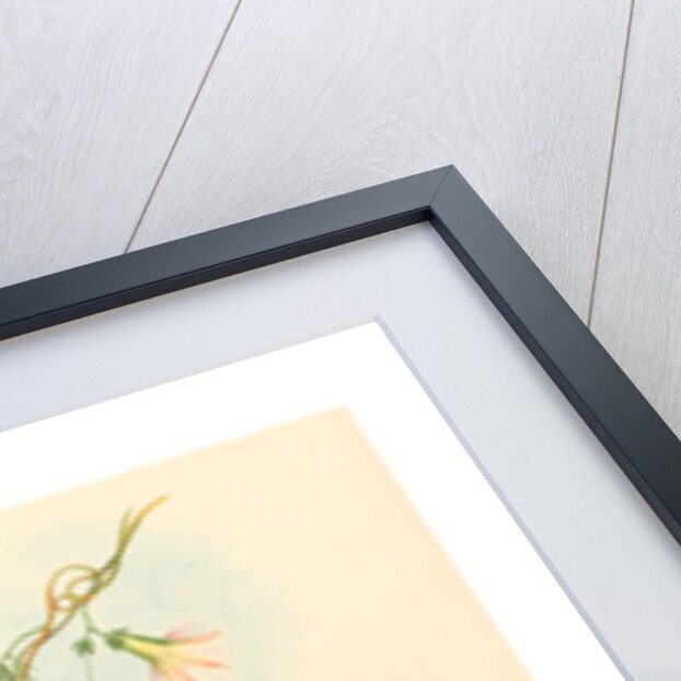 Eriocnemis Cupreiventris (Coppery Vented Puff Leg) by Anonymous