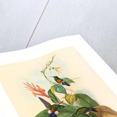 Eriocnemis Cupreiventris (Coppery Vented Puff Leg) by Anonymous