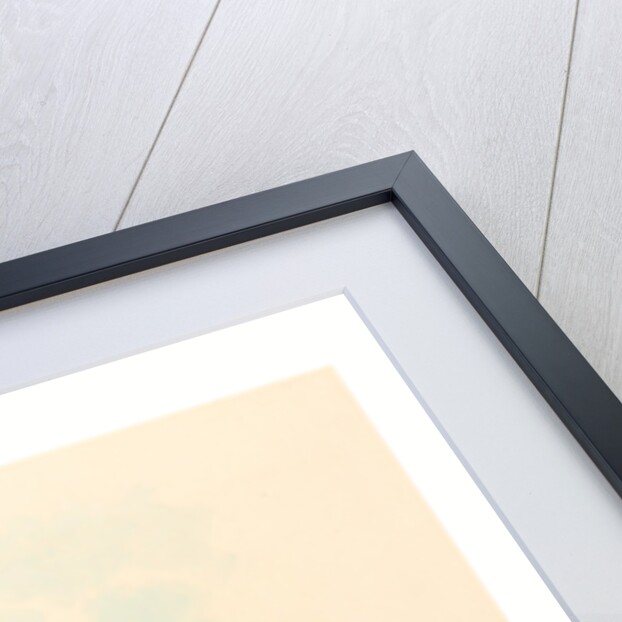 Helianthea Eos (Golden Star-Frontlet) by Anonymous