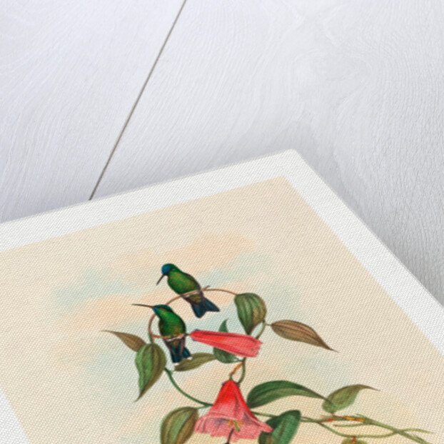 Eucephala Smaragdocaerulea (Gould's Wood Nymph) by Anonymous