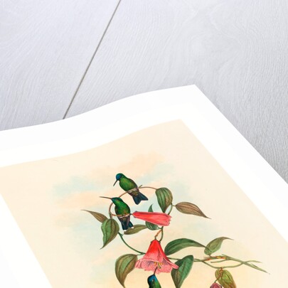 Eucephala Smaragdocaerulea (Gould's Wood Nymph) by Anonymous