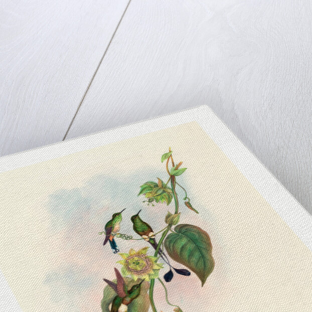 Spathura Underwoodi (White-Footed Racket-Tail) by Anonymous