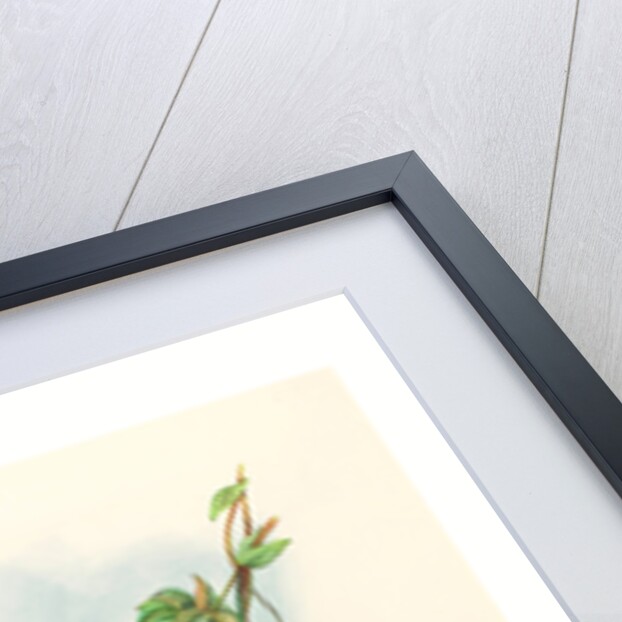 Spathura Underwoodi (White-Footed Racket-Tail) by Anonymous