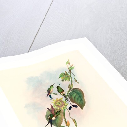 Spathura Underwoodi (White-Footed Racket-Tail) by Anonymous