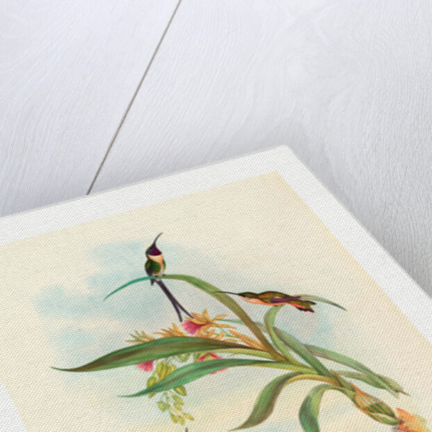 Tharmastura Enicura (Slender Shear-Tail) by Anonymous