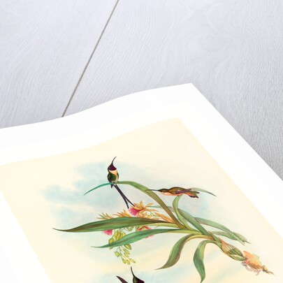 Tharmastura Enicura (Slender Shear-Tail) by Anonymous