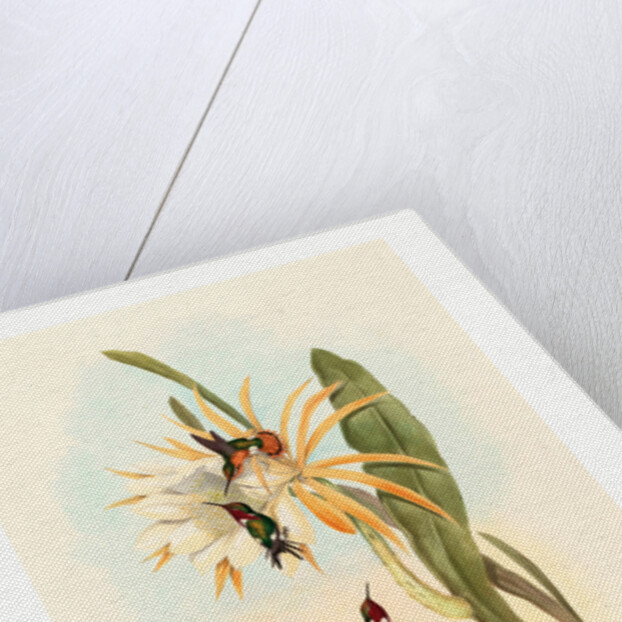 Calothorax Heliodori by Anonymous