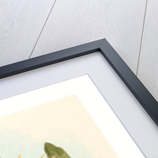 Calothorax Heliodori by Anonymous