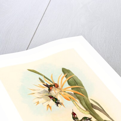 Calothorax Heliodori by Anonymous