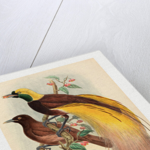 Bird of Paradise (Paradisea Apoda) by Anonymous