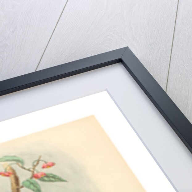 Bird of Paradise (Paradisea Apoda) by Anonymous