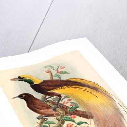 Bird of Paradise (Paradisea Apoda) by Anonymous