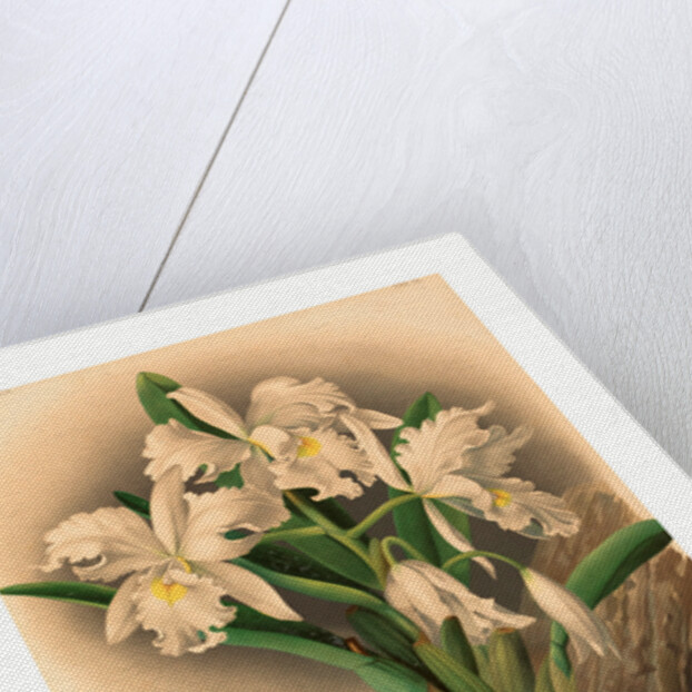 Gustav Leutzsch after Charles Storer by Anonymous