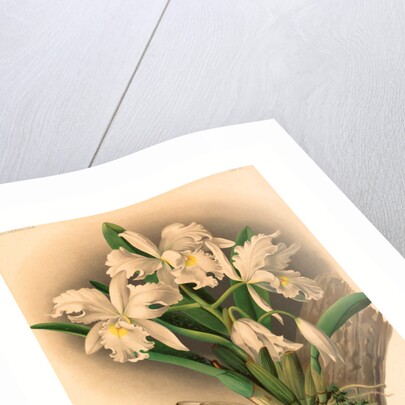 Gustav Leutzsch after Charles Storer by Anonymous