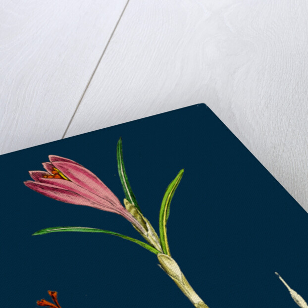 Crocus Vernus; Purple Crocus by Anonymous