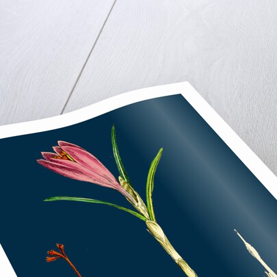 Crocus Vernus; Purple Crocus by Anonymous