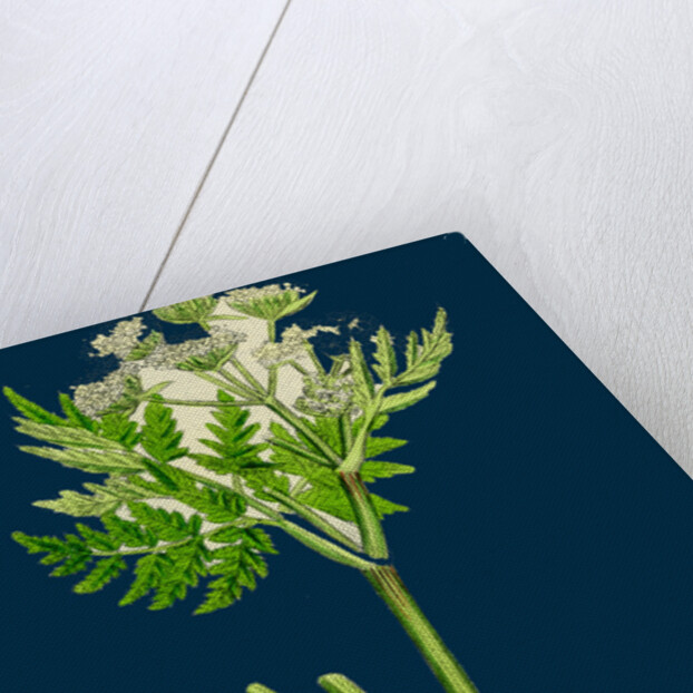 Myrrhis Odorata; Sweet Cicely by Anonymous