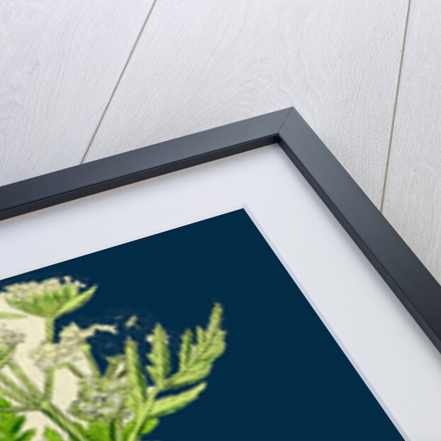 Myrrhis Odorata; Sweet Cicely by Anonymous