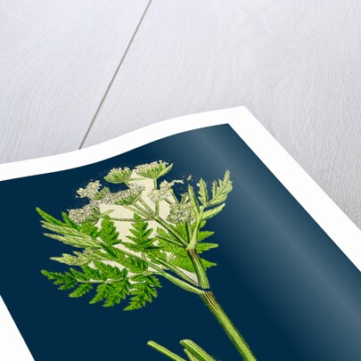 Myrrhis Odorata; Sweet Cicely by Anonymous