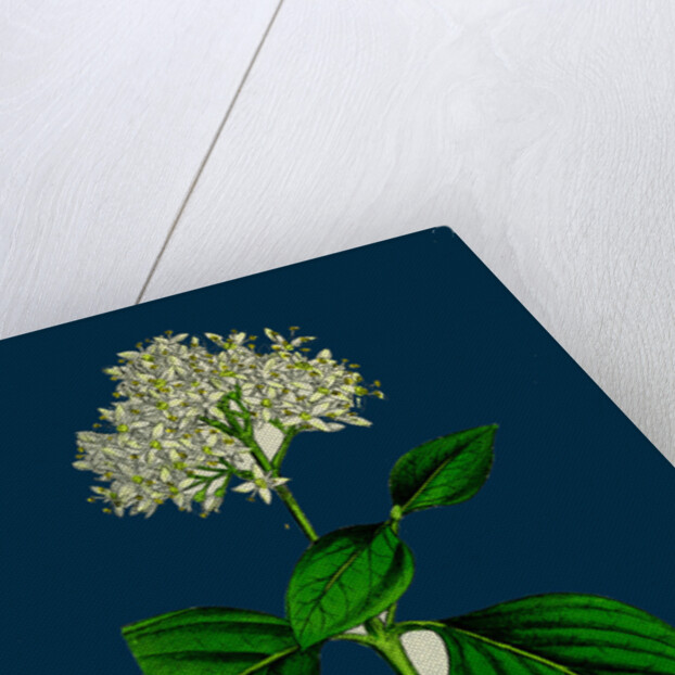 Cornus Sanguinea; Common Dogwood by Anonymous